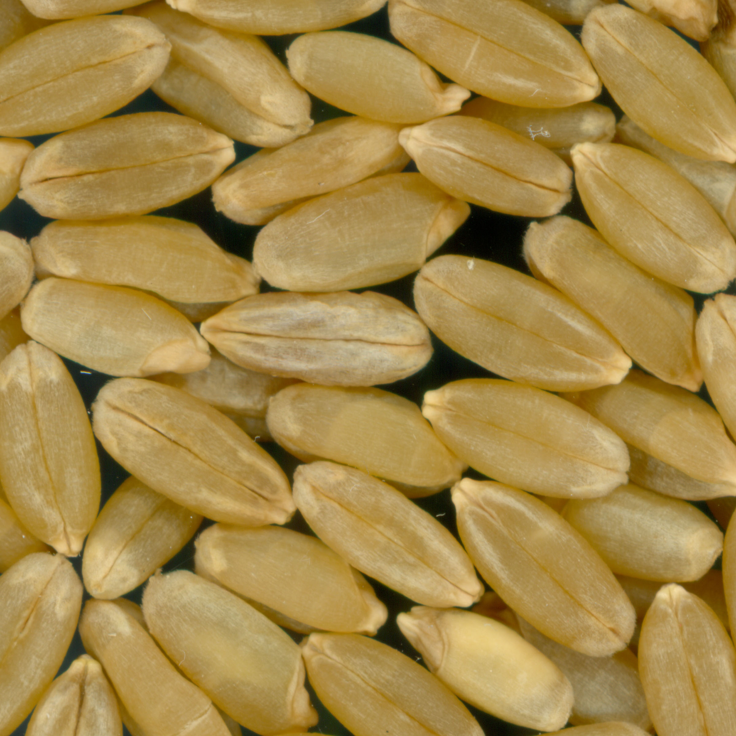 KERNELS